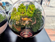 PokeGlobe EEvee Star