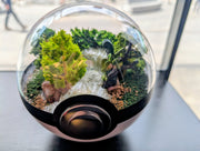 PokeGlobe Treecko